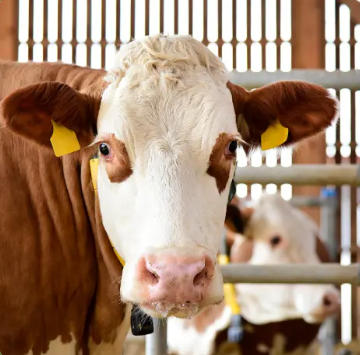 Exkursion 4_Bild_Rinderhaltung